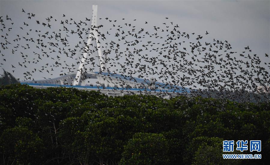 Cao Thai Son khoe hang hieu bi mia mai xai tien hat chua.